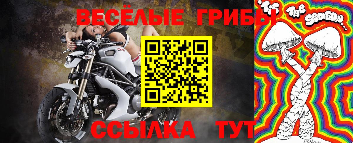 Галлюциногенные грибы Psilocybine cubensis  Карасук 