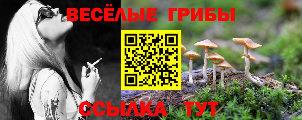 Псилоцибиновые грибы Psilocybe Карасук
